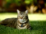 Un gato descansando sobre la fresca hierba