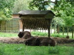 Bisontes en un parque para animales