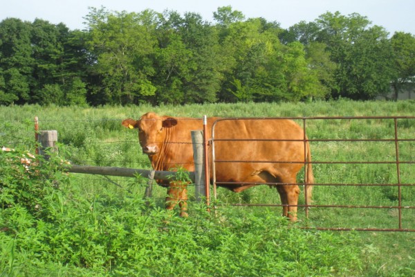Hermosa vaca marrón tras la valla