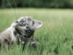 Un simpático gato en la hierba
