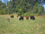 Vacas pastando en un soleado prado