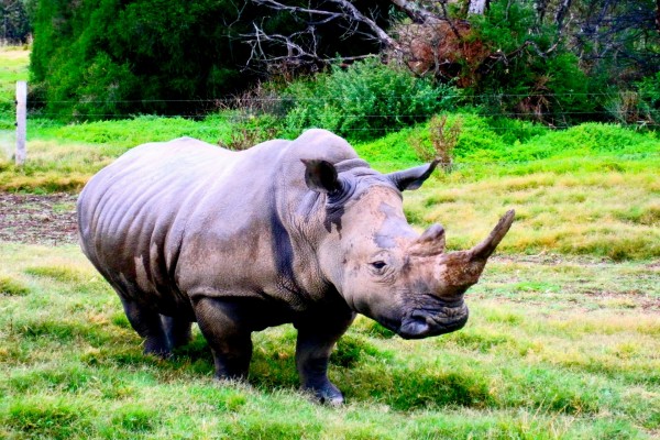 Rinoceronte con un gran cuerno