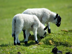 Dos pequeñas ovejas blancas con manchas negras