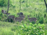 Un grupo de hembras de ciervo