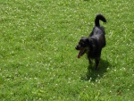 Perro paseando por un verde campo