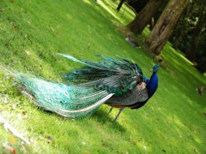 Postal: Bonito plumaje de un pavo real
