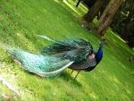 Bonito plumaje de un pavo real