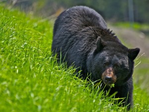 Gran oso negro caminando sobre la verde hierba