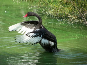 Cisne negro batiendo sus alas sobre el agua