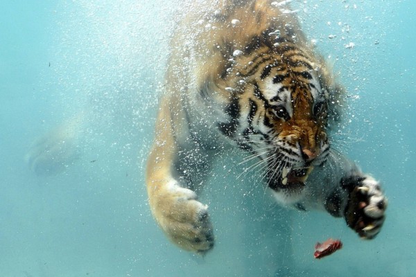 Tigre en el agua para atrapar un pedazo de carne