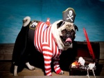 Perrito con traje de pirata