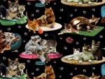Gatos en sus alfombras