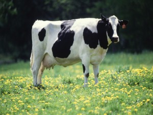 Postal: Una vaca lechera blanca y negra