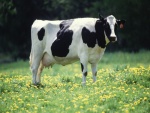 Una vaca lechera blanca y negra