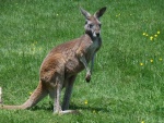 Un canguro sobre la hierba