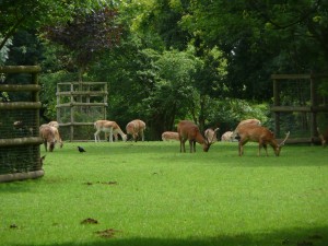 Postal: Un grupo de ciervos comiendo hierba
