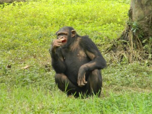Postal: Un chimpancé adulto comiendo
