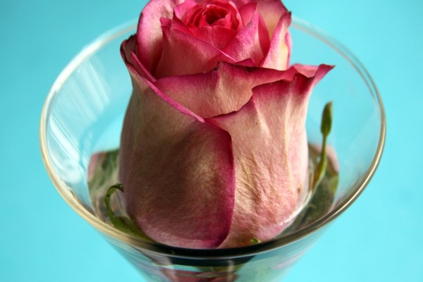 Rosa de color rosa en una copa de cristal