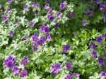 Resplandecientes geranios color púrpura en el jardín
