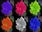 Flores de hibisco en seis colores