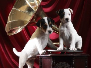 Postal: Perros escuchando música sobre un gramófono