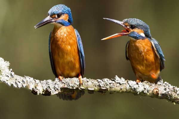 Pájaros Martín pescador discutiendo