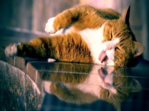 Gato perezoso tumbado al sol