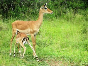 Hembra de impala junto a su cría