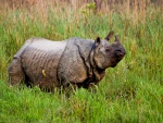 Un viejo rinoceronte