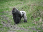 Un gran gorila macho