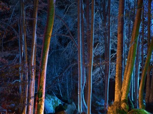 Postal: Luces en la noche en un bosque
