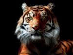 Mirada intensa de un tigre