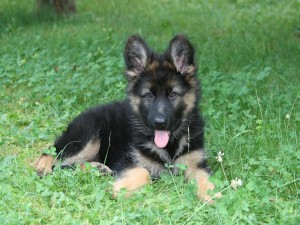 Postal: Cachorro de pastor alemán descansando sobre la hierba