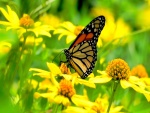 Una mariposa en un campo de flores amarillas