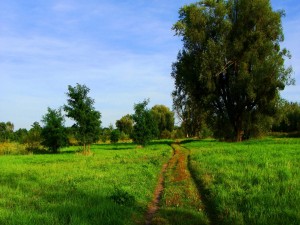 Camino verde en un campo