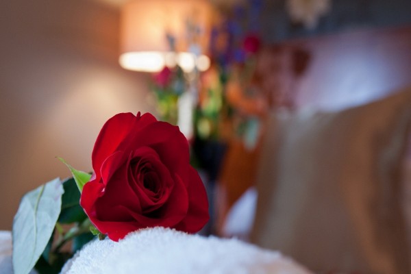Una rosa roja sobre la cama