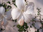 Hibiscus blancos en una rama