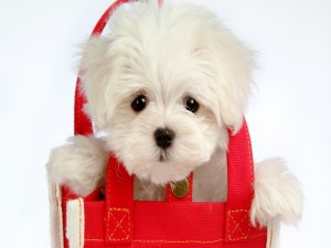 Postal: Perrito blanco dentro de una bolsa roja