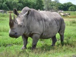 Un rinoceronte con la boca llena de hierba