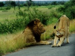 Leona estirándose junto a un león