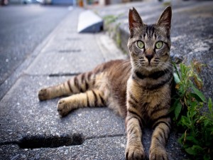 Un bonito gato callejero