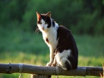Un gato sobre una baranda de madera