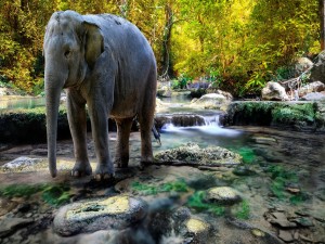 Elefante en un río