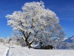 Hermoso paisaje invernal cubierto de nieve