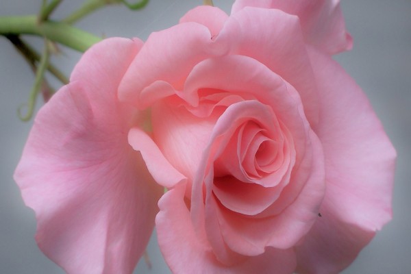 Una bella rosa de color rosa