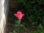 Una rosa creciendo en soledad