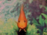 Un pez naranja