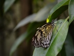 Una vistosa mariposa sobre una hoja verde