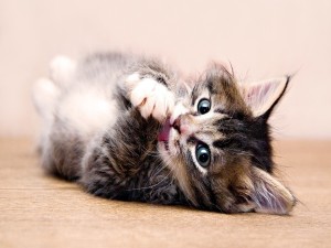 Gatito agarrándose la lengua