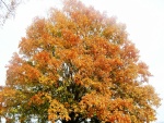 Gran árbol en otoño